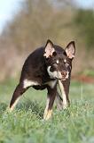 WORKING KELPIE 181